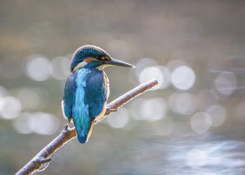 The Balancing Act: Navigating Purpose and Profit in Today’s Business World