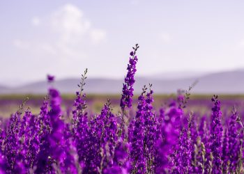 Unleashing the Power Within: The Mindfulness Secrets of High Performers