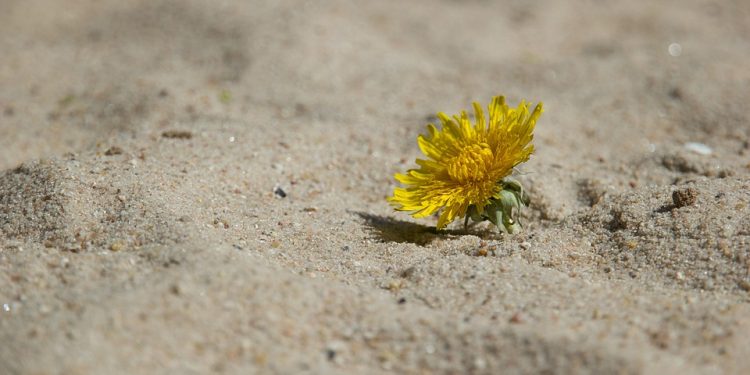 The High Achiever’s Guide to Maintaining Mental Wellness: Strategies for Success and Self-Care