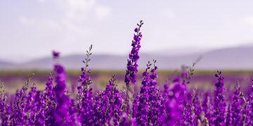 Mindful Leadership: Unleashing the Power of Meditation Techniques for CEOs