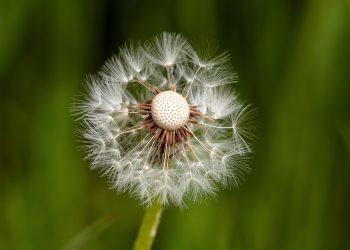 The Power of Emotional Resilience: Thriving in the Business World