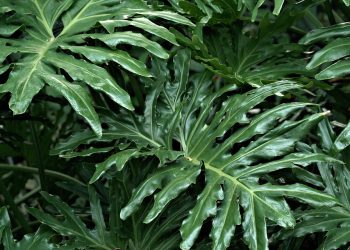 The Ultimate Guide to Thriving Fiddle Leaf Fig Care: Tips and Tricks for Lush, Healthy Leaves