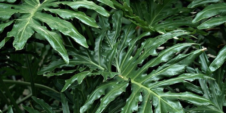 The Ultimate Guide to Thriving Fiddle Leaf Fig Care: Tips and Tricks for Lush, Healthy Leaves