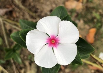 Looking Within: The Key to Unlocking Leadership Potential through Self-Reflection