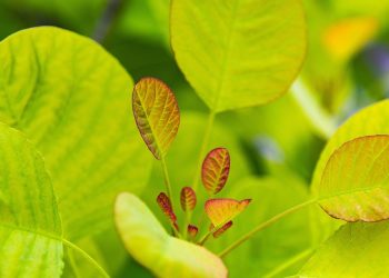 Mastering the Art of Fiddle Leaf Fig Care: A Complete Guide to Thriving Indoor Trees