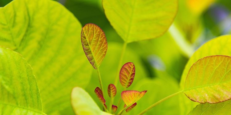 Mastering the Art of Fiddle Leaf Fig Care: A Complete Guide to Thriving Indoor Trees