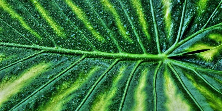 The Ultimate Guide to Thriving Fiddle Leaf Fig Care: Tips, Tricks, and Troubleshooting