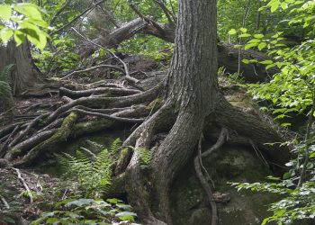 Building Resilience: The Power of Journaling for Personal Growth