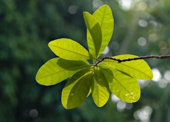The Ultimate Guide to Thriving Fiddle Leaf Figs: Expert Care Tips for Lush and Healthy Plants