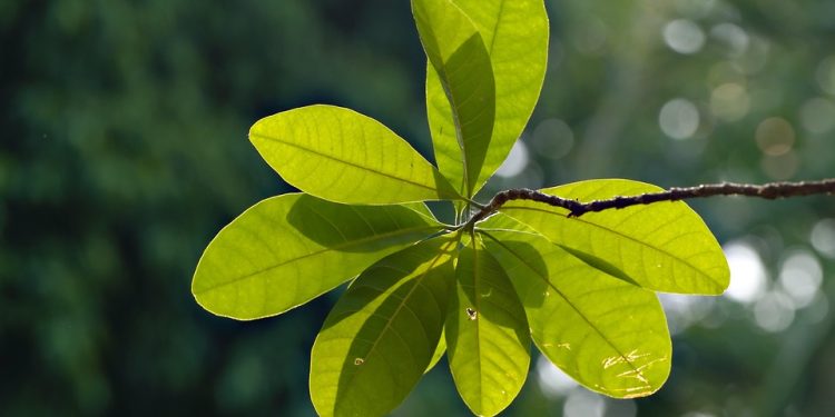 The Ultimate Guide to Thriving Fiddle Leaf Figs: Expert Care Tips for Lush and Healthy Plants