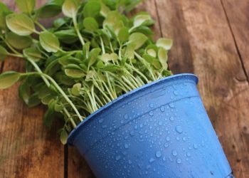 The Ultimate Guide to Thriving Fiddle Leaf Figs: Tips and Tricks for Lush and Healthy Plants