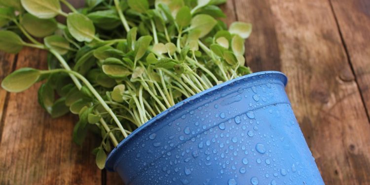 The Ultimate Guide to Thriving Fiddle Leaf Figs: Tips and Tricks for Lush and Healthy Plants