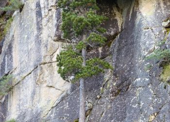 The Silent Struggle: Mental Health Challenges of High Achievers