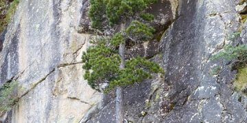 The Silent Struggle: Mental Health Challenges of High Achievers