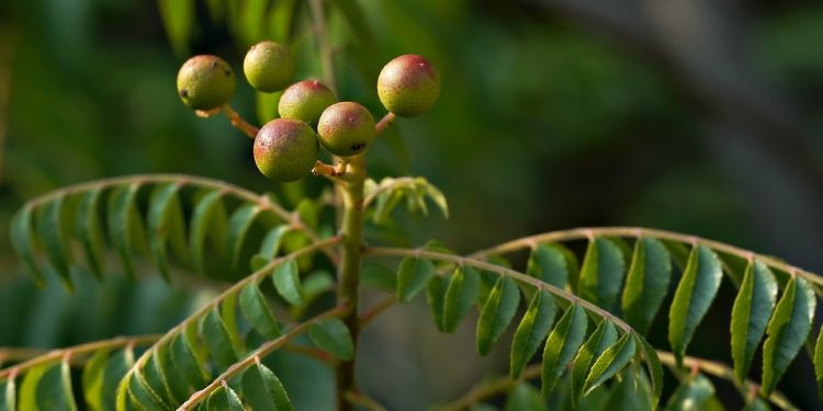 The Ultimate Guide to Thriving Fiddle Leaf Figs: Tips and Tricks for Healthy Growth