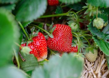 The Ultimate Guide to Thriving Fiddle Leaf Fig Care: Tips and Tricks for Healthy, Lush Plants