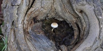 Looking Within: The Path to Transformational Leadership Growth through Self-Reflection