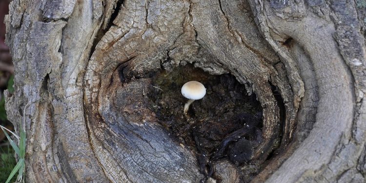 Looking Within: The Path to Transformational Leadership Growth through Self-Reflection