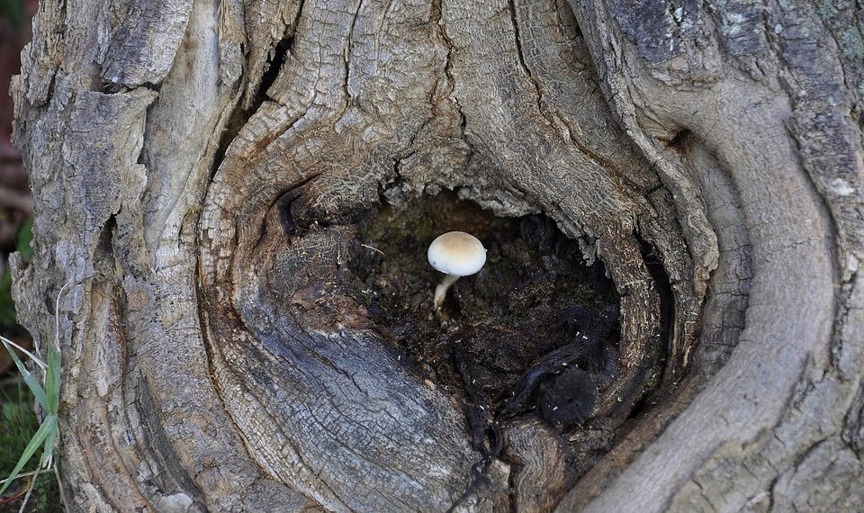 Looking Within: The Path to Transformational Leadership Growth through Self-Reflection