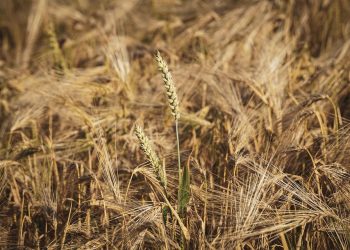 The Power of Emotional Resilience: Building a Stronger Business in the Face of Adversity