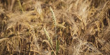 The Power of Emotional Resilience: Building a Stronger Business in the Face of Adversity