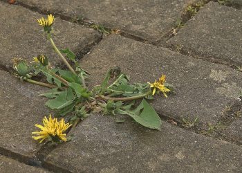 Building Inner Strength: The Power of Journaling for Personal Resilience