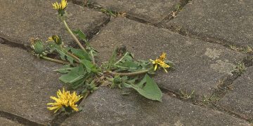 Building Inner Strength: The Power of Journaling for Personal Resilience