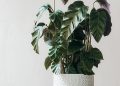 The Complete Guide to Thriving Fiddle Leaf Fig Care: Tips and Tricks for a Lush and Healthy Plant