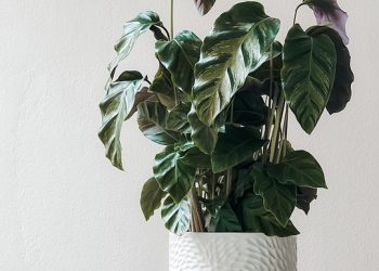 The Complete Guide to Thriving Fiddle Leaf Fig Care: Tips and Tricks for a Lush and Healthy Plant