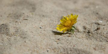 The High Achiever’s Guide to Mental Health: Balancing Success and Self-Care