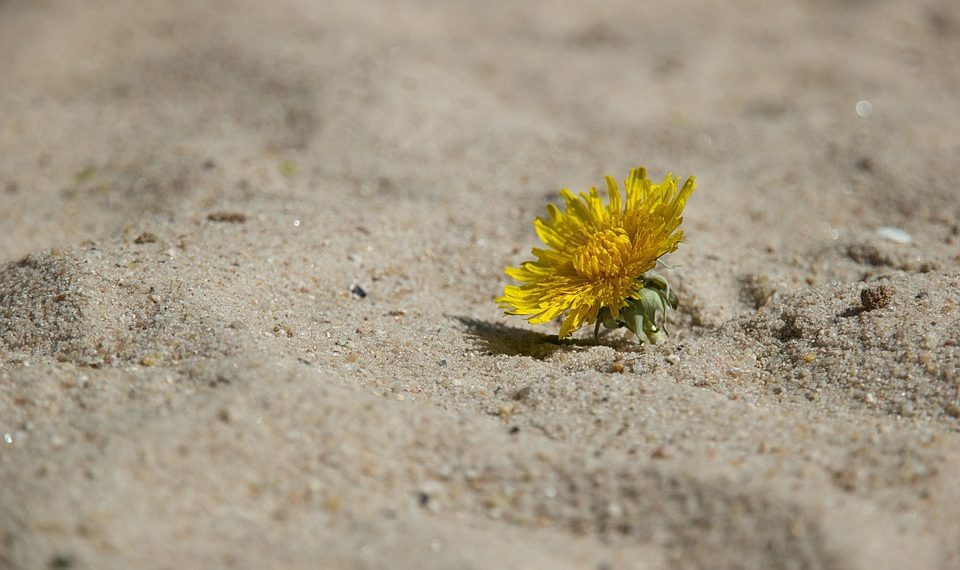 The High Achiever’s Guide to Mental Health: Balancing Success and Self-Care